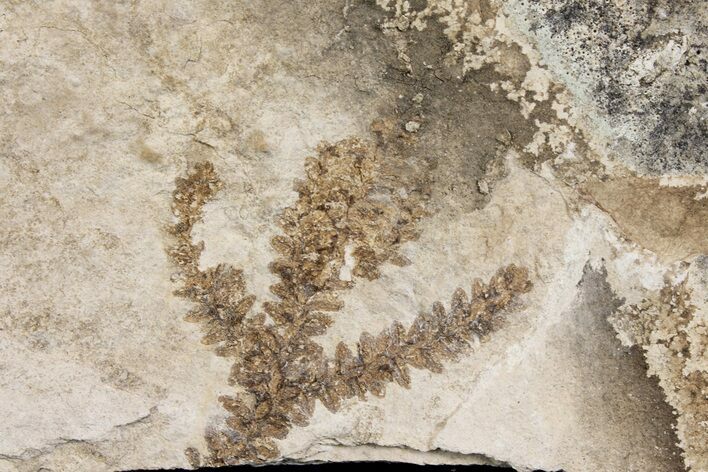 Cretaceous Plant Fossil - Hakel, Lebanon #163089